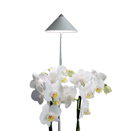 Sunlite Orchid